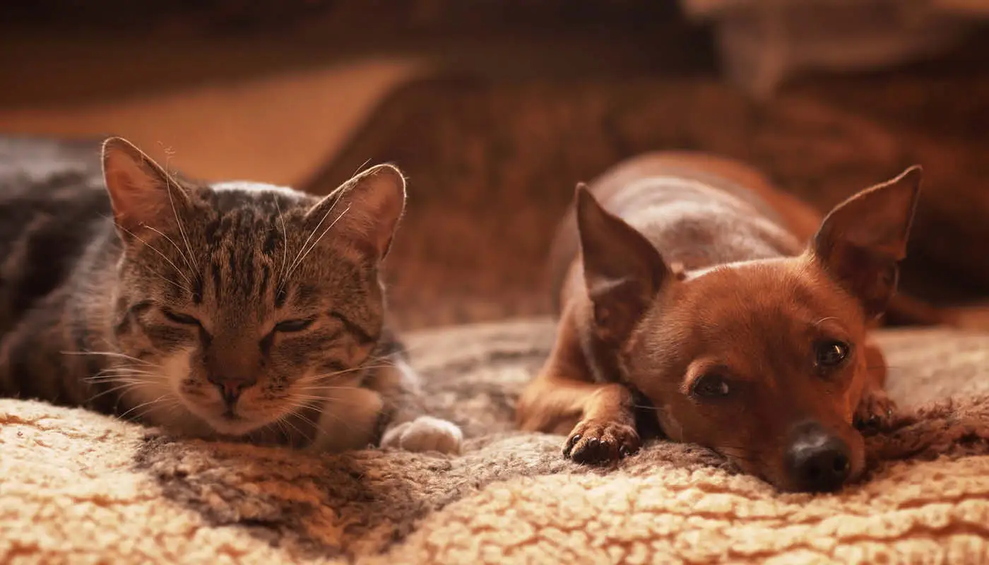 Idade e imunidade do pet: por que a prevenção é essencial para cães e gatos idosos