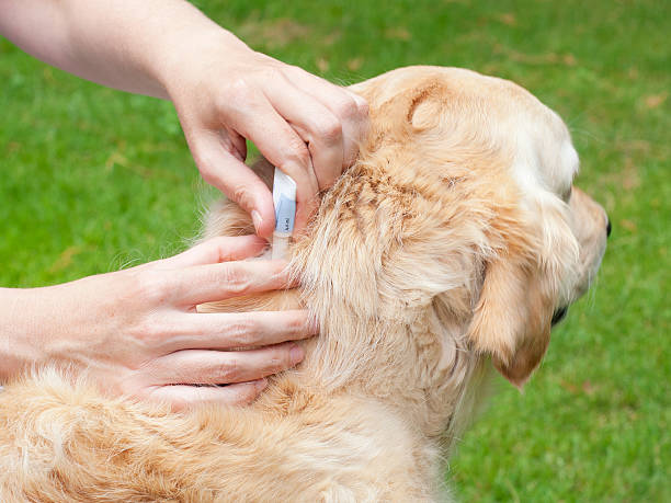 Como proteger seu pet contra pulgas e carrapatos durante o verão